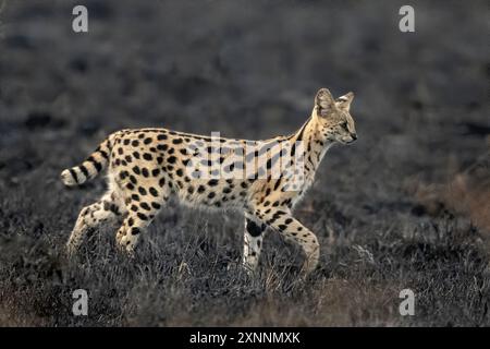 Der Serval (Leptailurus serval) ist eine Wildkatze aus Afrika. Sie ist in den Ländern südlich der Sahara weit verbreitet, mit Ausnahme der Regenwaldregionen Stockfoto