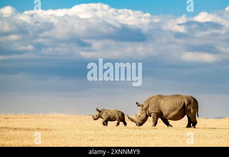 Das weiße Nashorn mit Baby-, Weissnashorn- oder Vierkantlippnashorn im OL Pejeta Conservancy, Kenia, Afrika Stockfoto