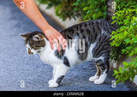 Kinderhände versuchen, graue und weiße Katzen auf Asphaltwegen neben grünen Büschen zu streicheln. Stockfoto