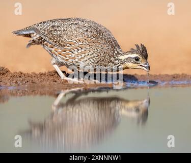 Northern Bobwhite oder Virginia Quail (Colinus virginianus), Santa Clara Ranch, Rio Grande Valley, Südtexas Stockfoto