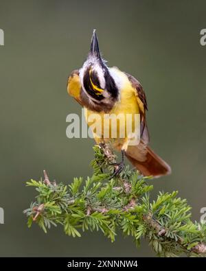 Das Verhalten der Großen Kiskadee (Pitangus suluratus) ist ein paariner Vogel aus der Tyrannen-Fliegenfänger-Familie Tyrannidae Stockfoto