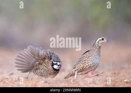 Northern Bobwhite oder Virginia Quail (Colinus virginianus), Santa Clara Ranch, Rio Grande Valley, Südtexas Stockfoto