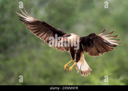 Caracara (Caracara plancus) Landung mit ausgestreuten Flügeln in Südtexas Stockfoto