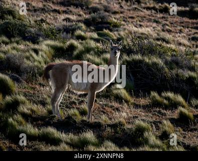 Der Guanaco (Lama guanicoe) ist ein in Südamerika heimischer Kamelid, der eng mit dem Lama verwandt ist Stockfoto