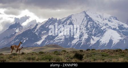 Der Guanaco (Lama guanicoe) mit Torres Del Paine im Hintergrund ist ein in Südamerika heimischer Kamelid, der eng mit dem Lama verwandt ist Stockfoto