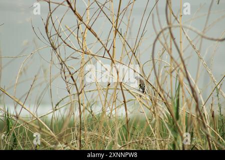 Europäischer Goldfink (Carduelis carduelis). Jungvogel in der Natur auf Zweig selektiven Fokus. Stockfoto