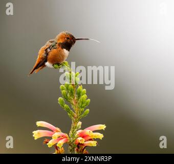 Allens Kolibri (Selasphorus sasin) im Frühling im UC Santa Cruz Arboretum, Kalifornien Stockfoto