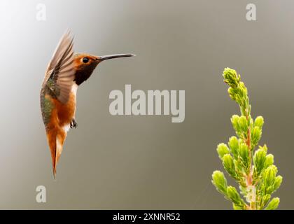 Allens Kolibri (Selasphorus sasin) im Frühling im UC Santa Cruz Arboretum, Kalifornien Stockfoto