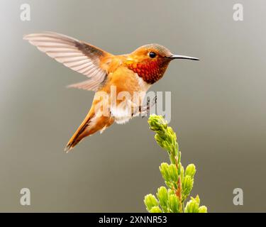 Allens Kolibri (Selasphorus sasin) im Frühling im UC Santa Cruz Arboretum, Kalifornien Stockfoto