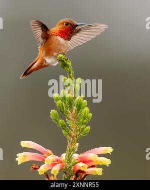 Allens Kolibri (Selasphorus sasin) im Frühling im UC Santa Cruz Arboretum, Kalifornien Stockfoto