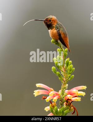 Allens Kolibri (Selasphorus sasin) im Frühling im UC Santa Cruz Arboretum, Kalifornien Stockfoto