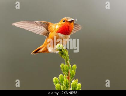 Allens Kolibri (Selasphorus sasin) im Frühling im UC Santa Cruz Arboretum, Kalifornien Stockfoto