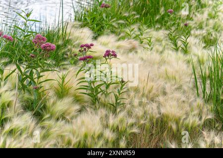 Sumpfmilchweed-Blüten wachsen an einem See in ihrem natürlichen Lebensraum, umgeben von wilden Gräsern und Schilf. Stockfoto