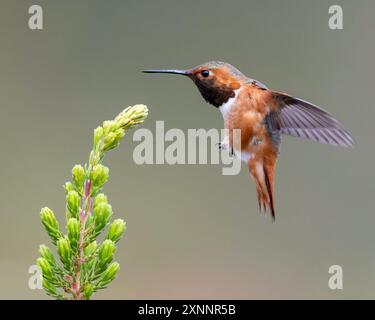 Allens Kolibri (Selasphorus sasin) im Frühling im UC Santa Cruz Arboretum, Kalifornien Stockfoto