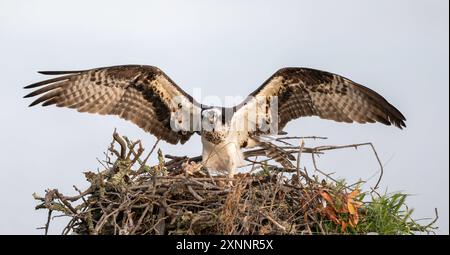 Osprey Hawk oder Fischhawk (Pandion haliaetvus) im Flug bringt Fische zum Nisten mit Küken, Nordkalifornien, Nordamerika Stockfoto