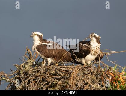 Osprey Hawk oder Fischhawk (Pandion haliaetvus) im Flug bringt Fische zum Nisten mit Küken, Nordkalifornien, Nordamerika Stockfoto