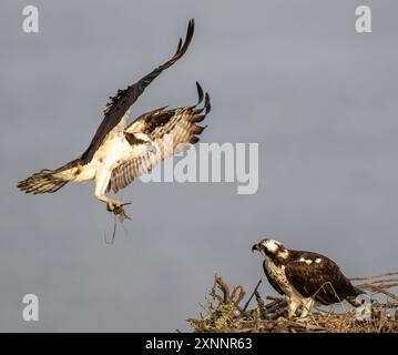 Osprey Hawk oder Fischhawk (Pandion haliaetvus) im Flug bringt Fische zum Nisten mit Küken, Nordkalifornien, Nordamerika Stockfoto