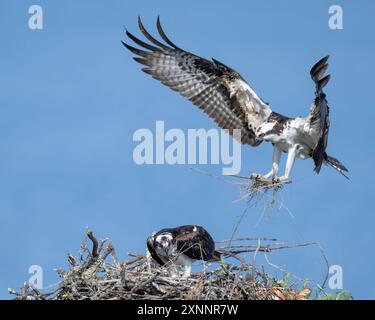 Osprey Hawk oder Fischhawk (Pandion haliaetvus) im Flug bringt Fische zum Nisten mit Küken, Nordkalifornien, Nordamerika Stockfoto