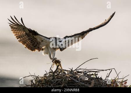 Osprey Hawk oder Fischhawk (Pandion haliaetvus) im Flug bringt Fische zum Nisten mit Küken, Nordkalifornien, Nordamerika Stockfoto