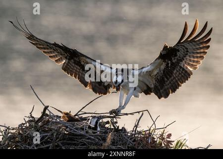 Osprey Hawk oder Fischhawk (Pandion haliaetvus) im Flug bringt Fische zum Nisten mit Küken, Nordkalifornien, Nordamerika Stockfoto