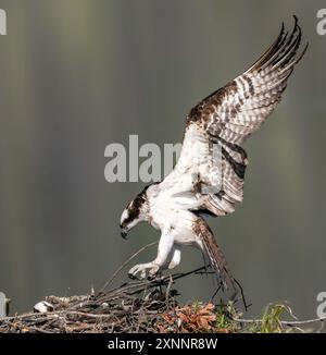 Osprey Hawk oder Fischhawk (Pandion haliaetvus) im Flug bringt Fische zum Nisten mit Küken, Nordkalifornien, Nordamerika Stockfoto