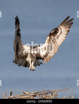 Osprey Hawk oder Fischhawk (Pandion haliaetvus) im Flug bringt Fische zum Nisten mit Küken, Nordkalifornien, Nordamerika Stockfoto