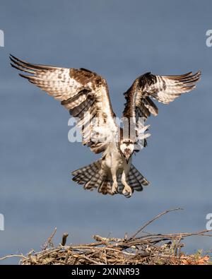 Osprey Hawk oder Fischhawk (Pandion haliaetvus) im Flug bringt Fische zum Nisten mit Küken, Nordkalifornien, Nordamerika Stockfoto