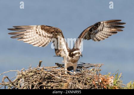 Osprey Hawk oder Fischhawk (Pandion haliaetvus) im Flug bringt Fische zum Nisten mit Küken, Nordkalifornien, Nordamerika Stockfoto