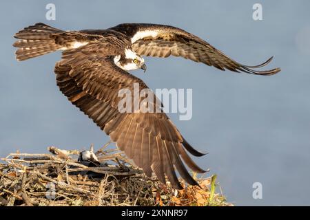 Osprey Hawk oder Fischhawk (Pandion haliaetvus) im Flug bringt Fische zum Nisten mit Küken, Nordkalifornien, Nordamerika Stockfoto