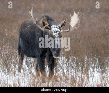 Bull Moose (Alces Alces) im frühen Winter, Yellowstone National Park, Wyoming, Nordamerika Stockfoto