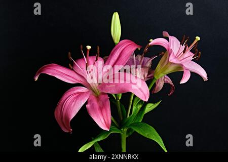 Die Lilienblüten auf schwarzem Hintergrund sind groß, oft duftend und in einer breiten Palette von Farben erhältlich. Stockfoto