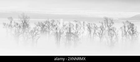 Lamar Valley Frozen Morning, Yellowstone National Park, Wyoming, Nordamerika Stockfoto