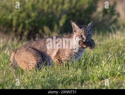 Bobcat (Lynx rufus) Jagd auf Gopher, Point Reyes National Seashore, Nordkalifornien, Nordamerika Stockfoto