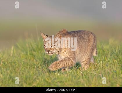 Bobcat (Lynx rufus) Jagd auf Gopher, Point Reyes National Seashore, Nordkalifornien, Nordamerika Stockfoto