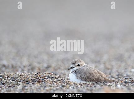 Schneepflug (Charadrius nivosus), Point Reyes, National Seashore, Nordkalifornien Stockfoto