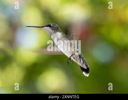 Weibliche rubinhaltige Kolibris schweben und isoliert vor verschwommenem Hintergrund. Stockfoto