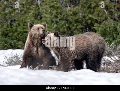 Grizzlybär 610 Jungtiere (Ursus arctos horribilis) im Frühjahr im Grand Teton National Park, Wyoming, Nordamerika Stockfoto