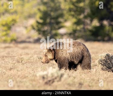 Grizzly Bear 1063 Fritter (Ursus arctos horribilis) im Frühjahr im Grand Teton National Park, Wyoming, Nordamerika Stockfoto