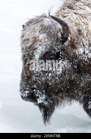 American Bison (Bison Bison) weibliches Porträt im Wintersturm, Yellowstone National Park, Wyoming, Nordamerika Stockfoto