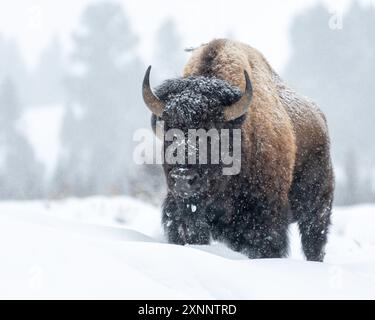 Bison-Bulle im Wintersturm, Yellowstone-Nationalpark, Wyoming, Nordamerika Stockfoto