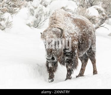 American Bison (Bison Bison) Weibchen im Wintersturm, Yellowstone, Nationalpark, Wyoming, Nordamerika Stockfoto