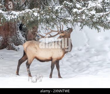 Rocky Mountain Bull Elk (Cervus canadensis nelsoni) nach einem Wintersturm, Yellowstone National Park, Wyoming, Nordamerika Stockfoto