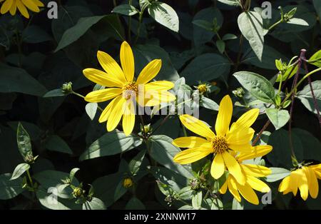 Helianthus Lemon Queen - Gelbe Blumen in voller Blüte Stockfoto