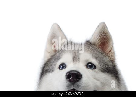 Eine Nahaufnahme fängt den intensiven Blick eines sibirischen Huskys ein. Hunde, die blaue Augen und flauschige Felltextur zeigen, werden in reinem weiß hervorgehoben Stockfoto