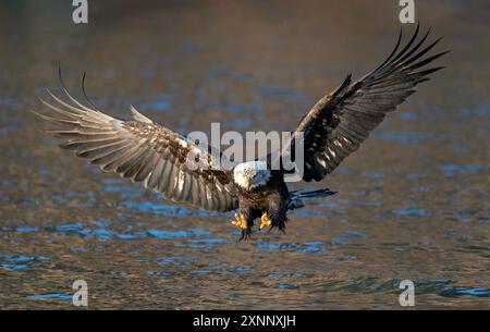 Weißkopfseeadler (Hiliaeetus leucocephalus), Homer Alaska Stockfoto