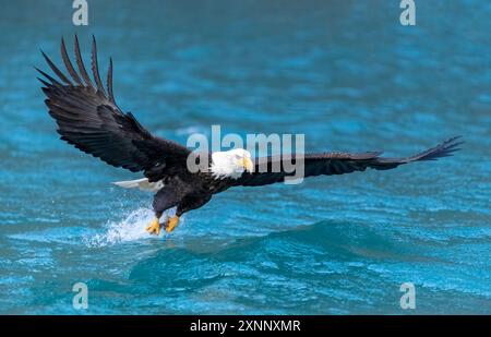 Weißkopfseeadler (Hiliaeetus leucocephalus), Homer Alaska Stockfoto