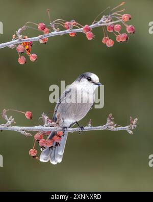 Der Canada jay (Perisoreus canadensis, Grey jay, Grey jay, Camp Räuber oder Whisky Jack, Sie kommt in den borealen Wäldern Nordamerikas vor Stockfoto