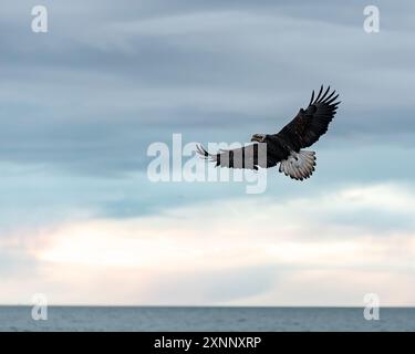 Ein junger Weißkopfseeadler (Haliaeetus leucocephalus) hat deutlich breitere und stumpfer Flügel als ein ausgewachsener Raubvogel in Nordamerika Stockfoto