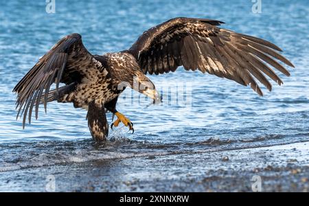 Ein junger Weißkopfseeadler (Haliaeetus leucocephalus) hat deutlich breitere und stumpfer Flügel als ein ausgewachsener Raubvogel in Nordamerika Stockfoto