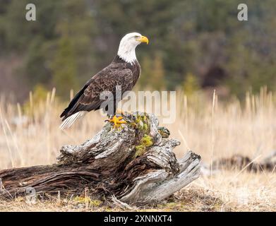 Der Weißkopfseeadler (Haliaeetus leucocephalus) hat Flügel, die wesentlich breiter und stumpfer sind als ausgewachsene Greifvögel in Nordamerika Stockfoto